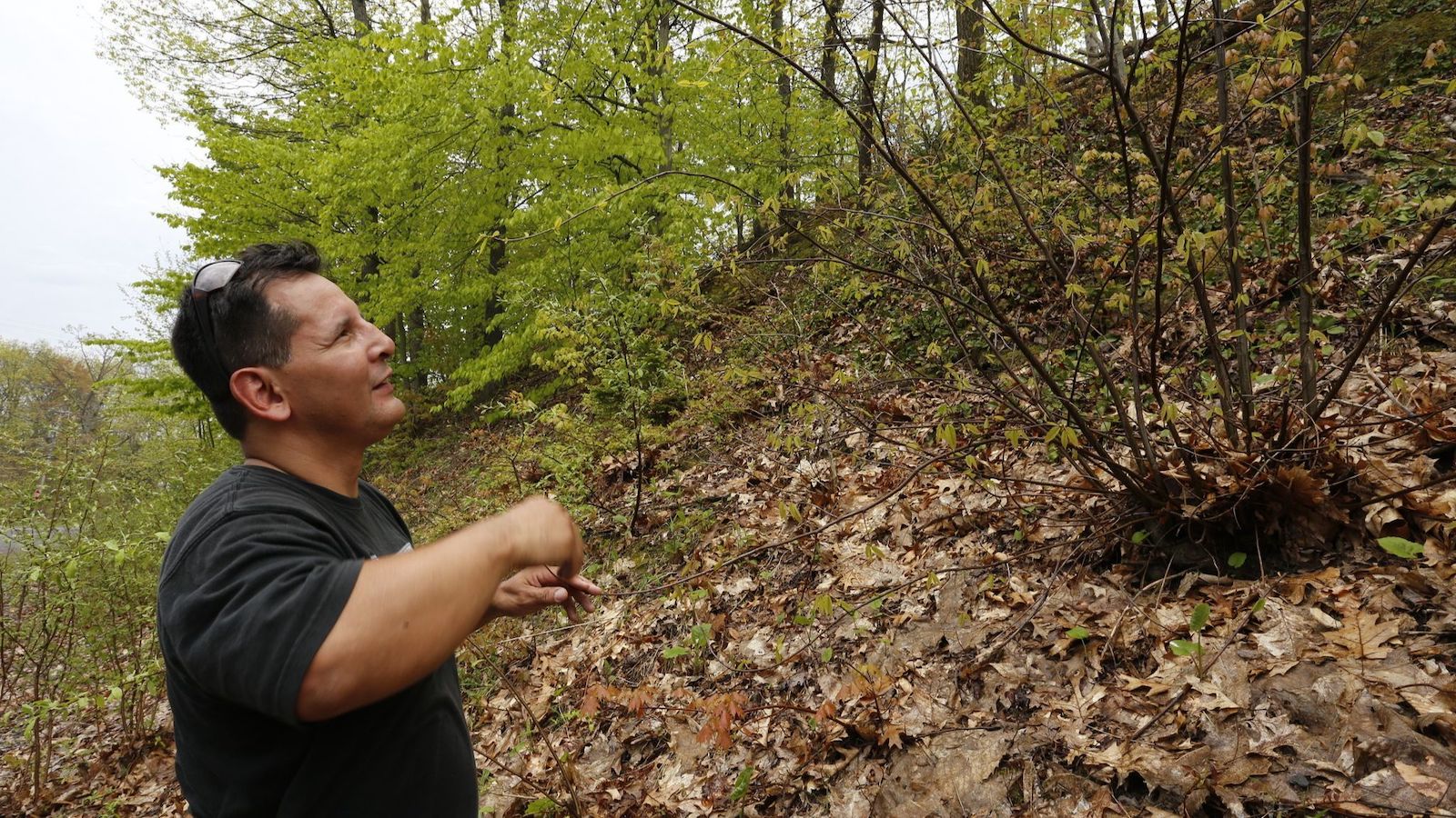 A man holds his arms up as he looks at a brown tree stump with many branches coming out